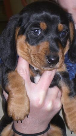 Jane's new puppy