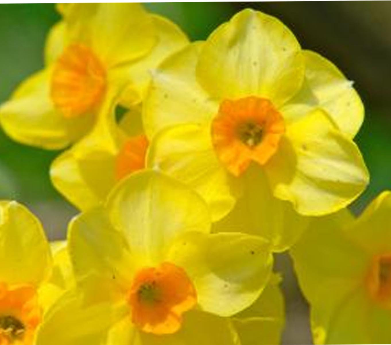 April bytes Daffodils