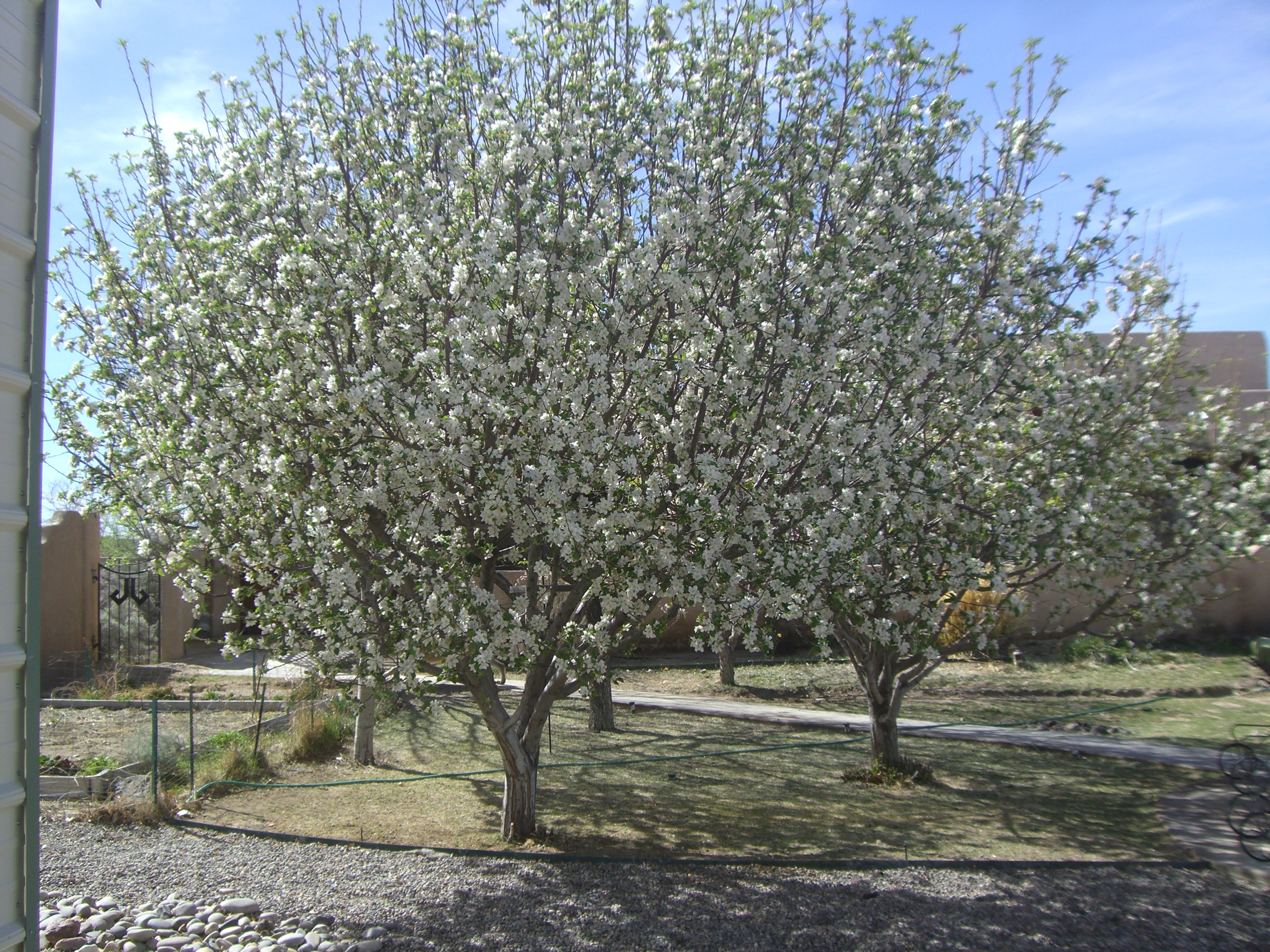 flowering fruit trees, 4/04/2011