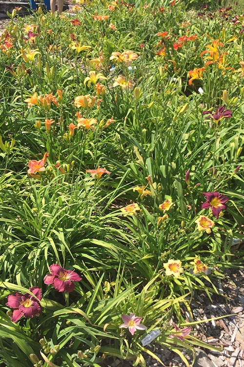 Donna's Day Lilies